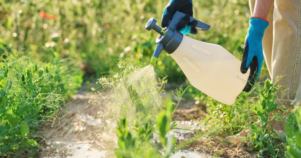 controle de pragas em Manaus